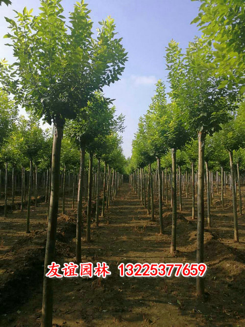國槐3.jpg