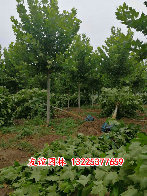 法桐4.jpg