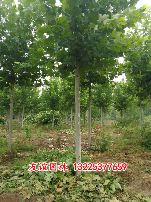法桐3.jpg