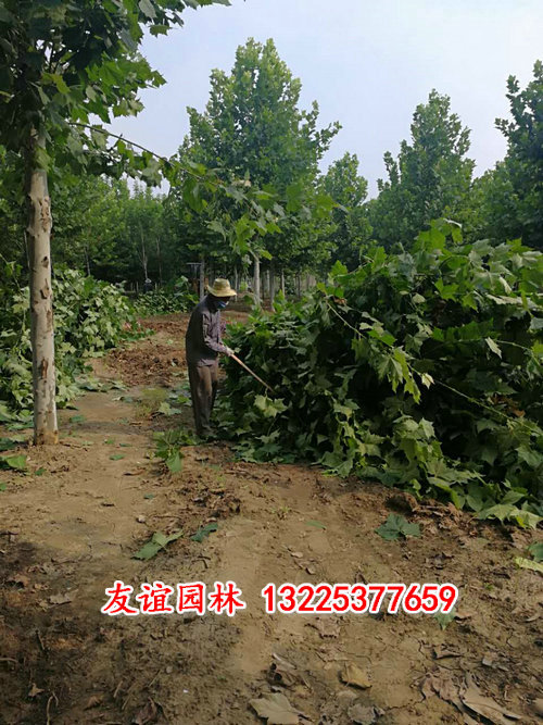 法桐 (4).jpg