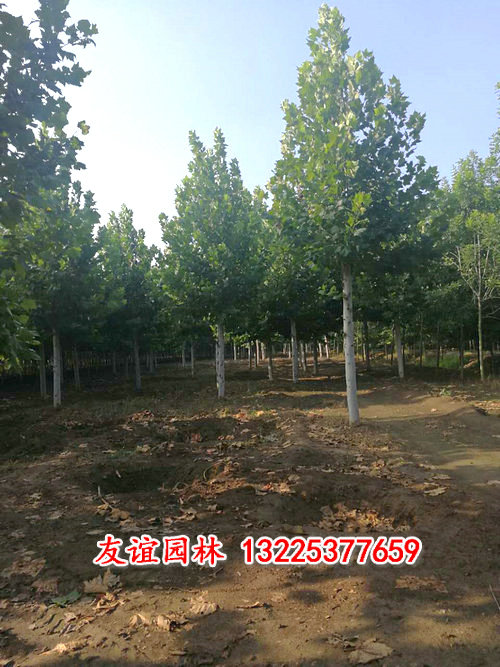 法桐 (3).jpg