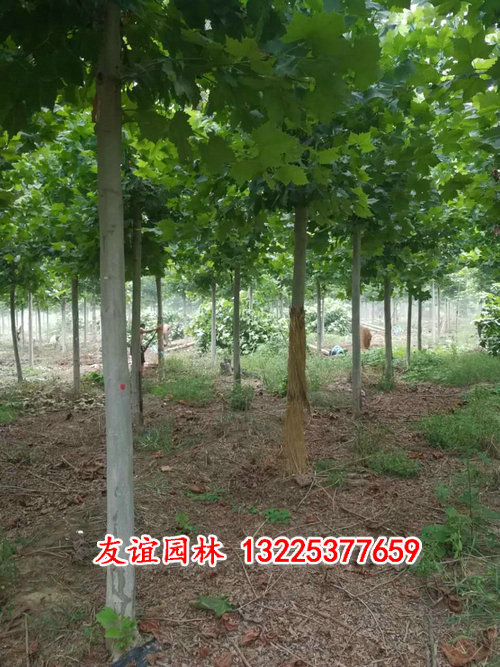 法桐 (1).jpg