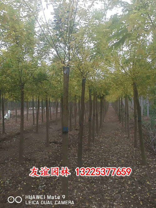 黃金槐7.jpg