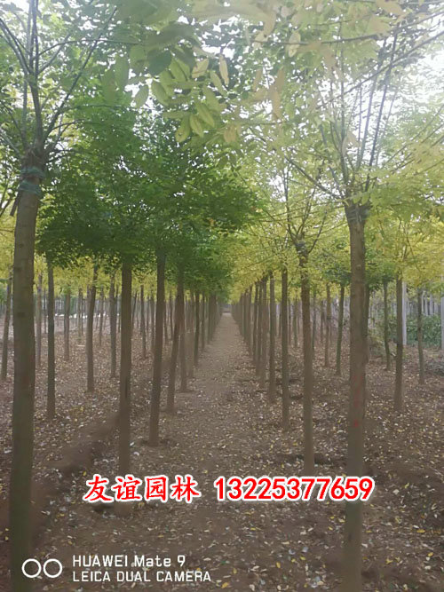 黃金槐8.jpg