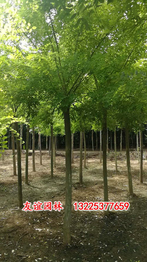 國槐