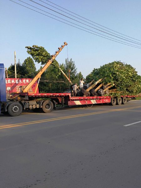 綠化工程