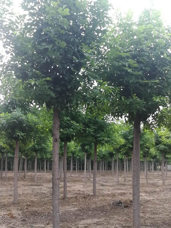 國槐