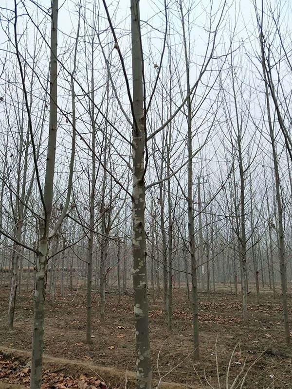 法桐