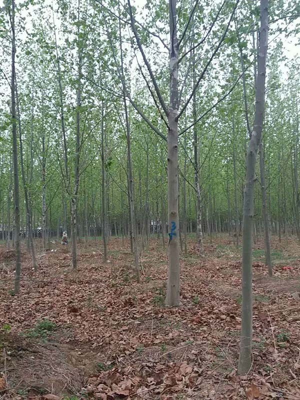 法桐