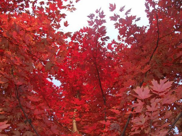 紅楓