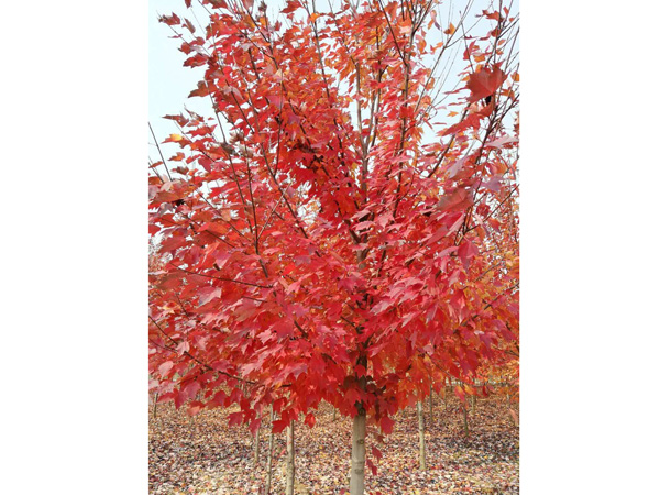 紅楓